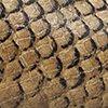 Snakeskin