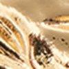 Ivory Gold